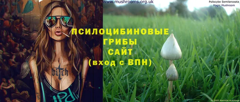 Галлюциногенные грибы Psilocybine cubensis  хочу   Елизово 